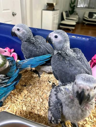 African grey Perrot chicks for sale 03215248765