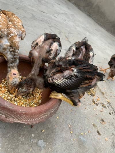 Aseel Amroha chicks for sale
