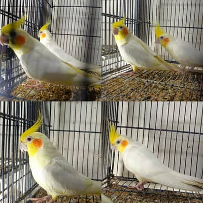 Cocktail, LoveBird, Australian, Finch, Cages