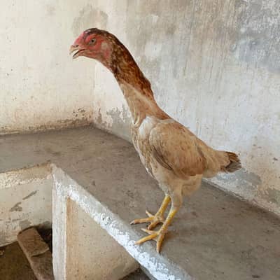 1 Year Female Shamo (Shamoo) Breed Hen for Sale – Healthy & Active