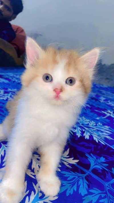 Beautiful triple coated Persian kitten