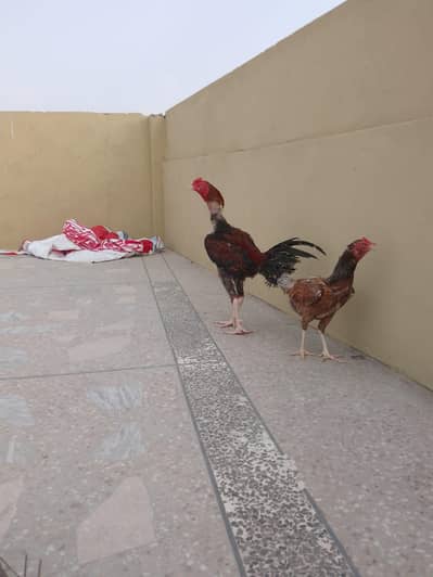 Turkish Hint Aseel for sale
