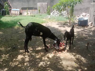 baqri with kids female 4sale