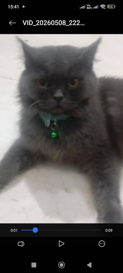 Persian cat female