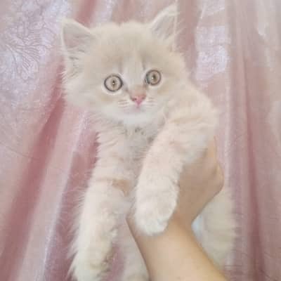 person kitten