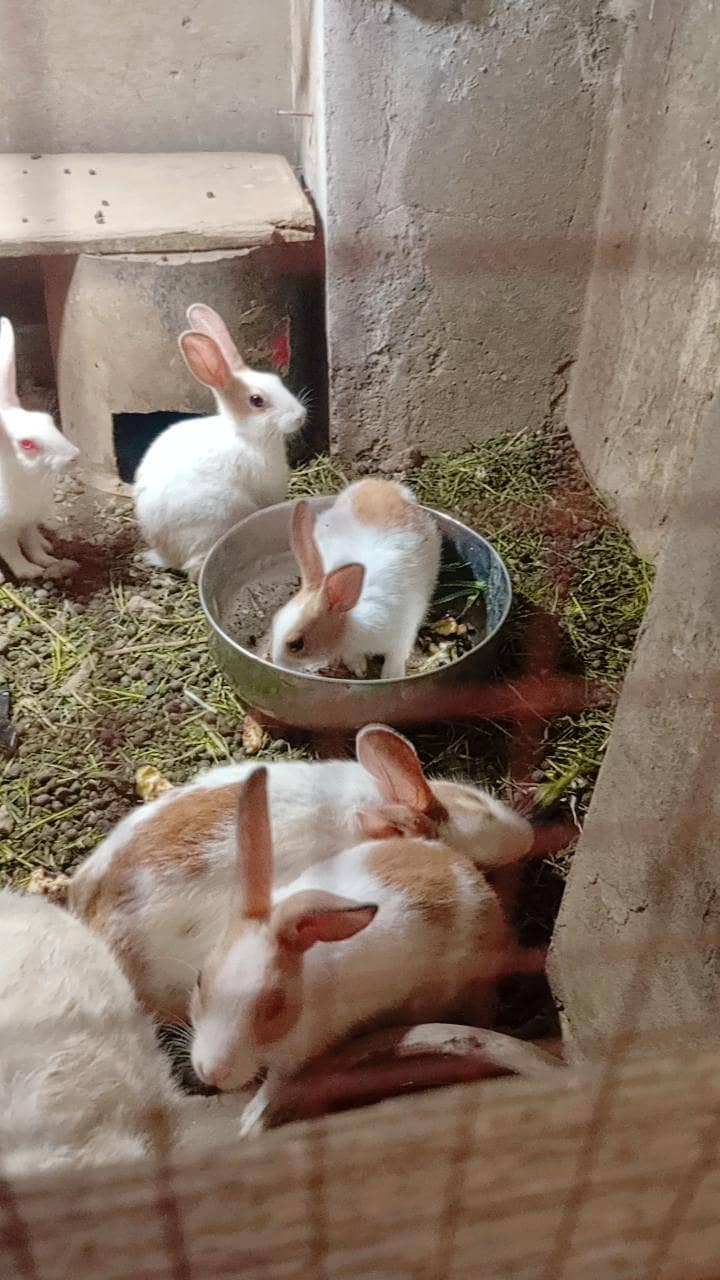 Rabbit 0