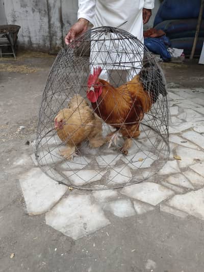 Healthy and Heavy Golden Buff Chicken (Pairs) Available