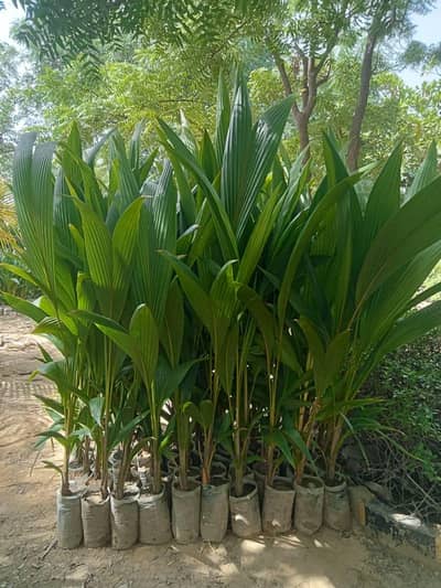 coconut plants for sale