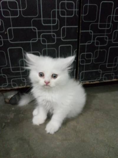 Persian cat triple coting female