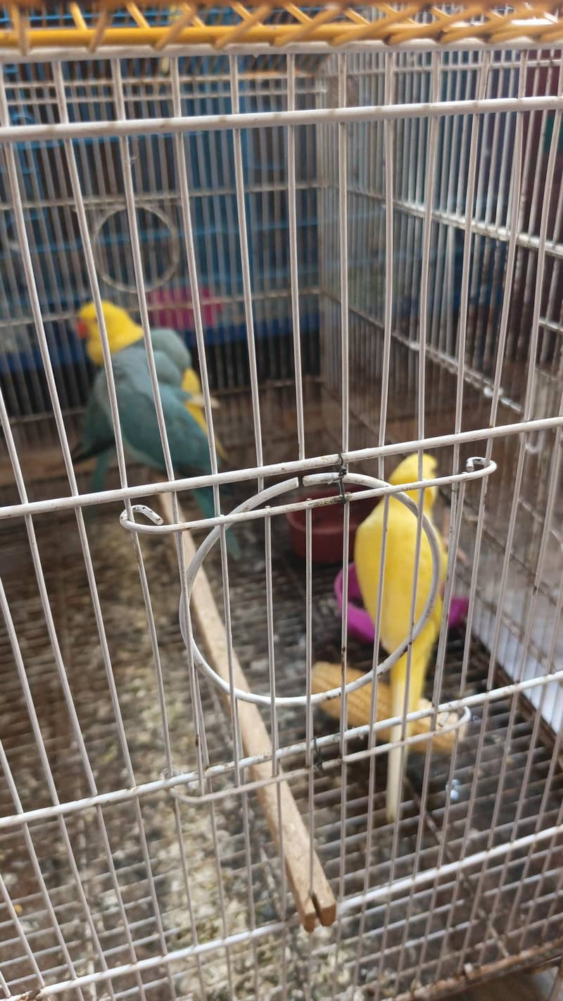 yellow ring neck 1