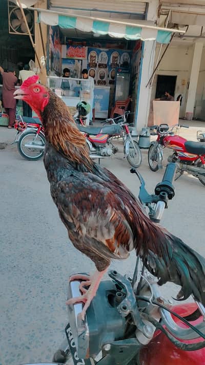 Mianwali Aseel