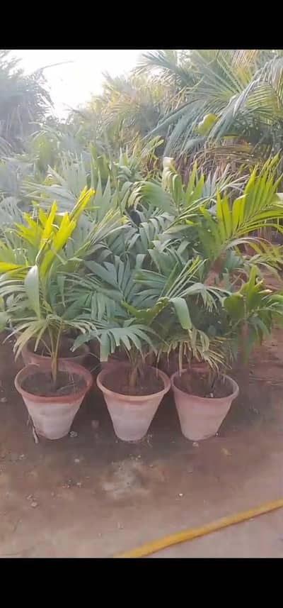 Malaysia palm for sale