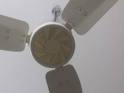 9 Royal fan 56"