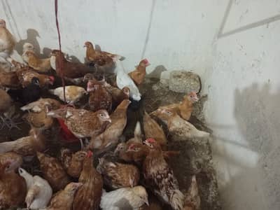 Golden Misri for sale
