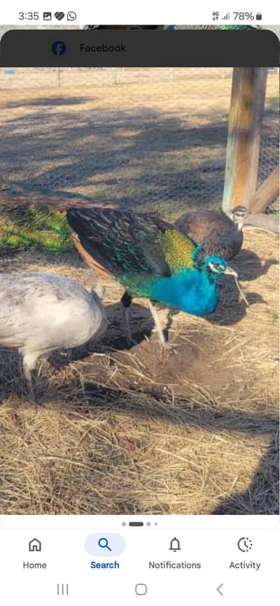 peacock set