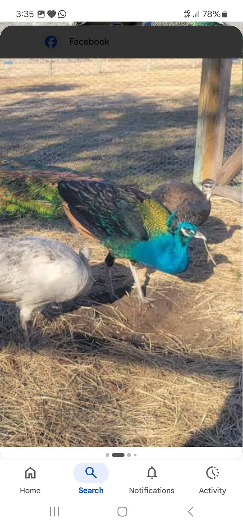 peacock set 0