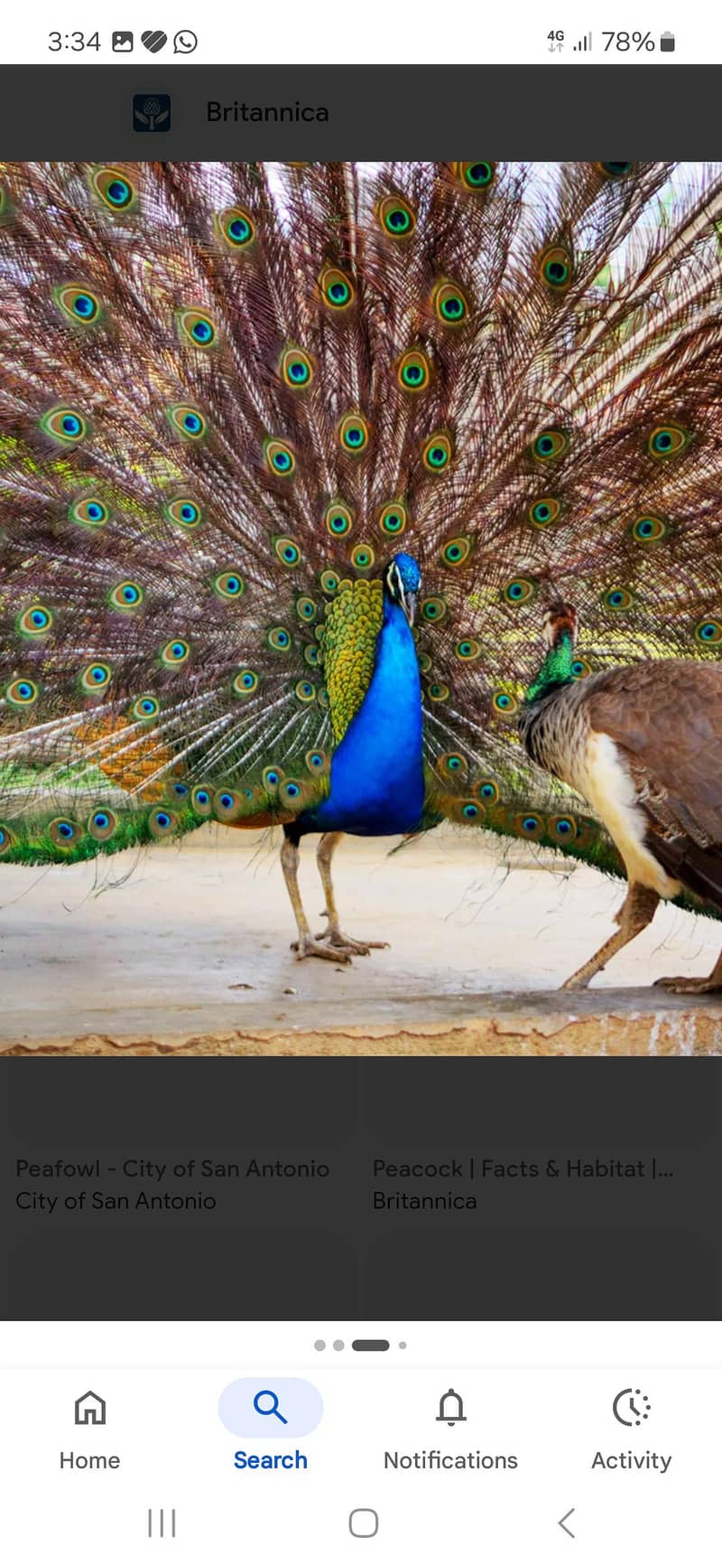 peacock set 1