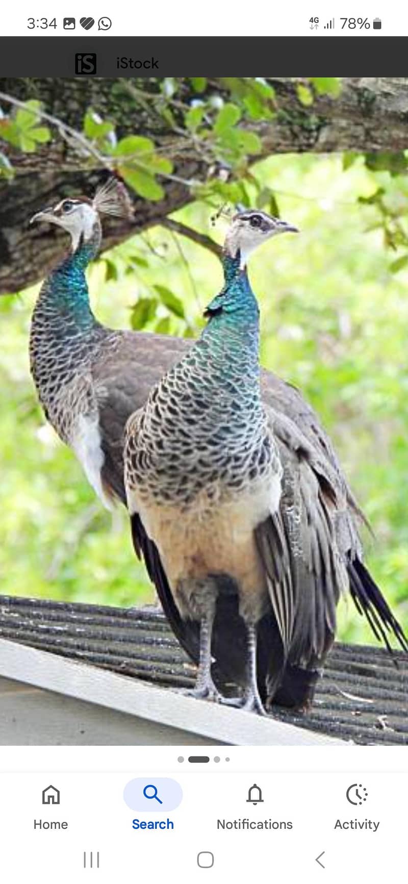 peacock set 2