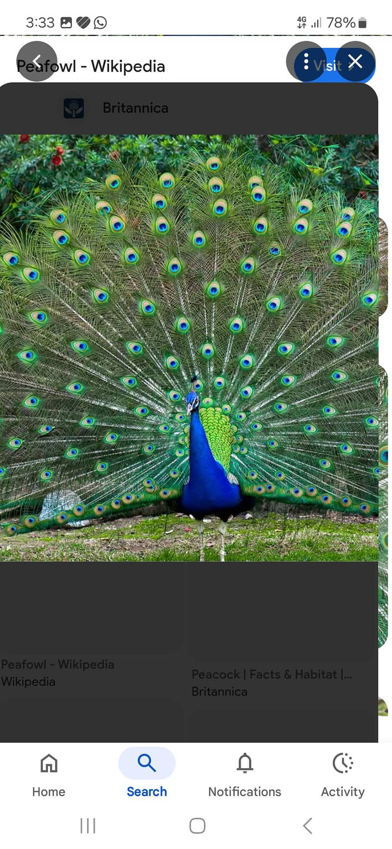 peacock set 3