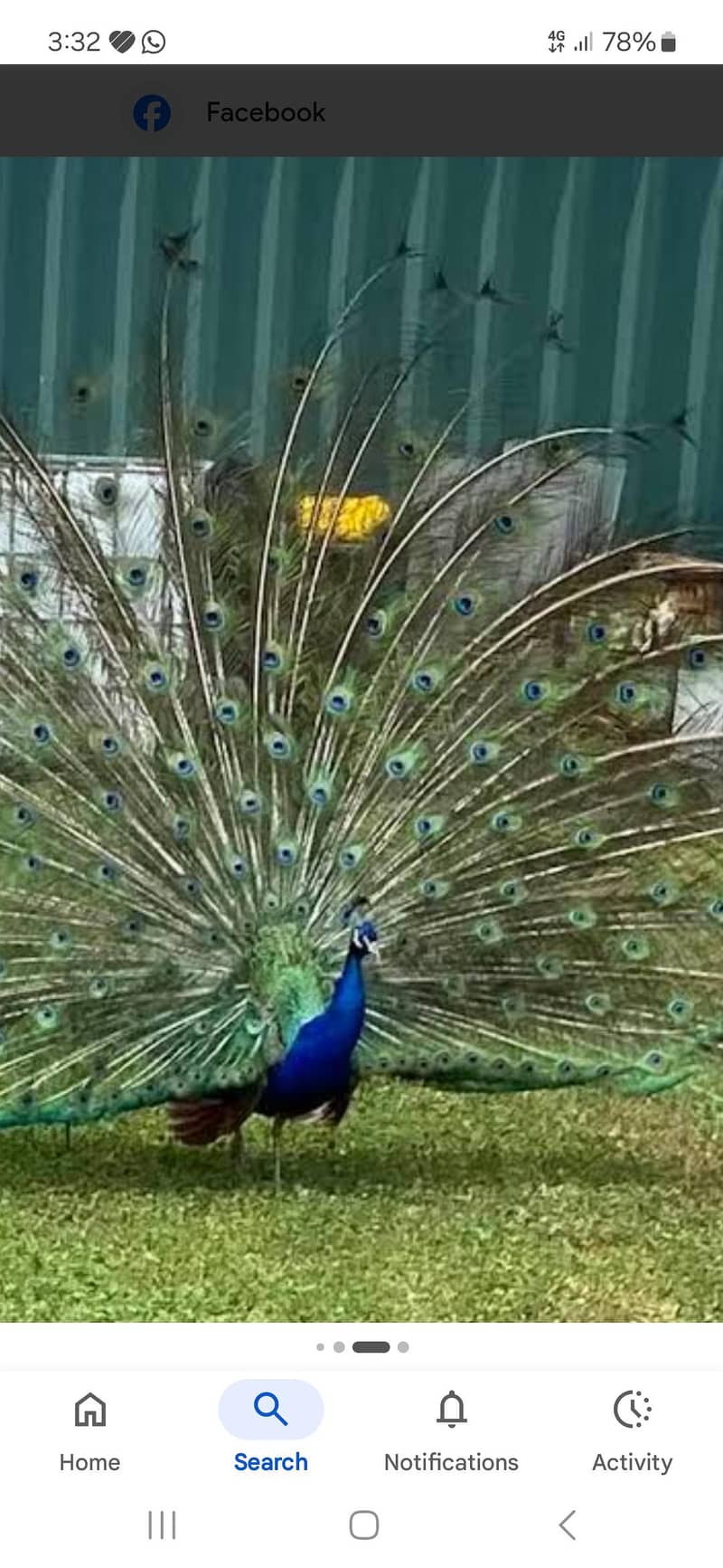 peacock set 4