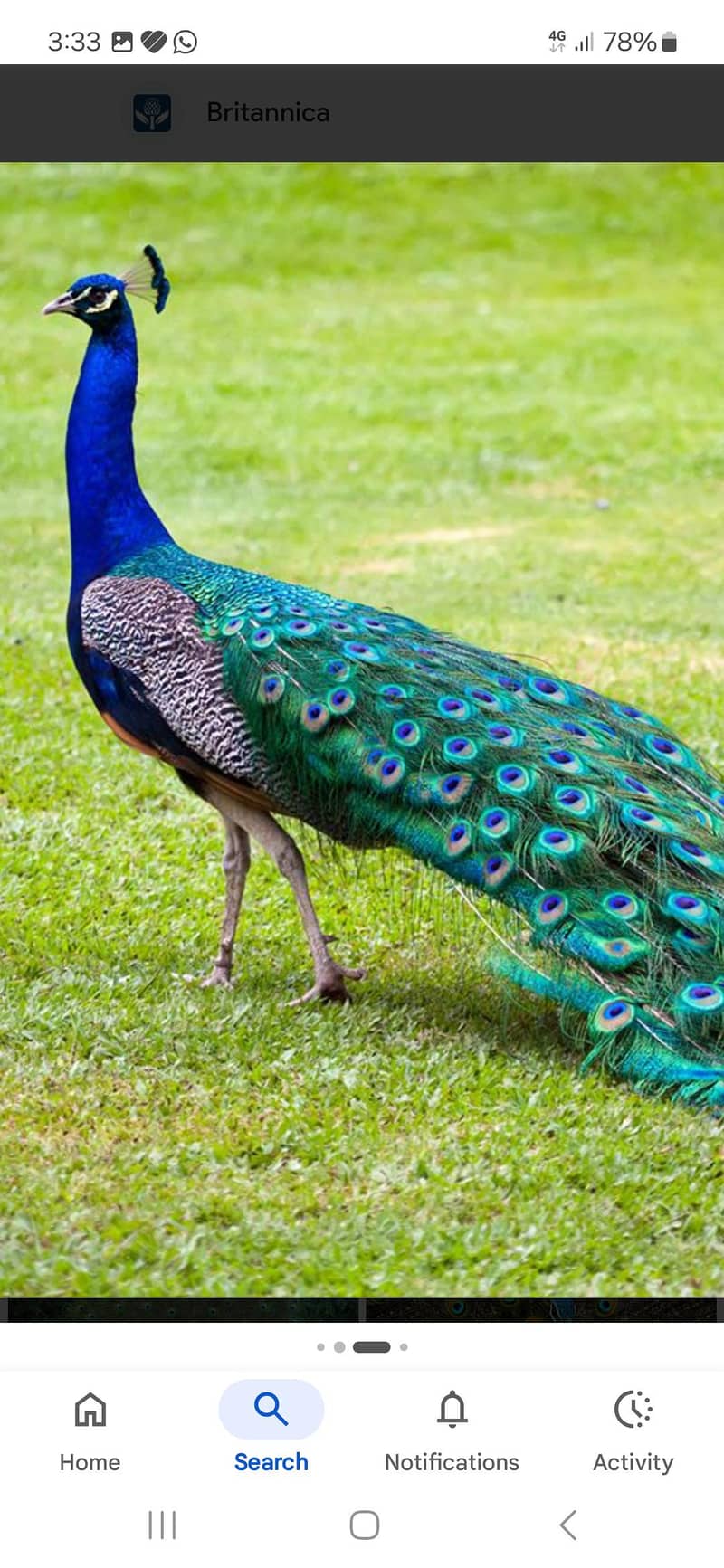 peacock set 6