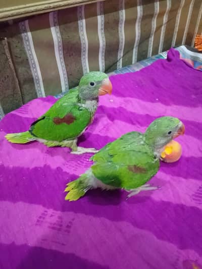 Raw Parrot baby