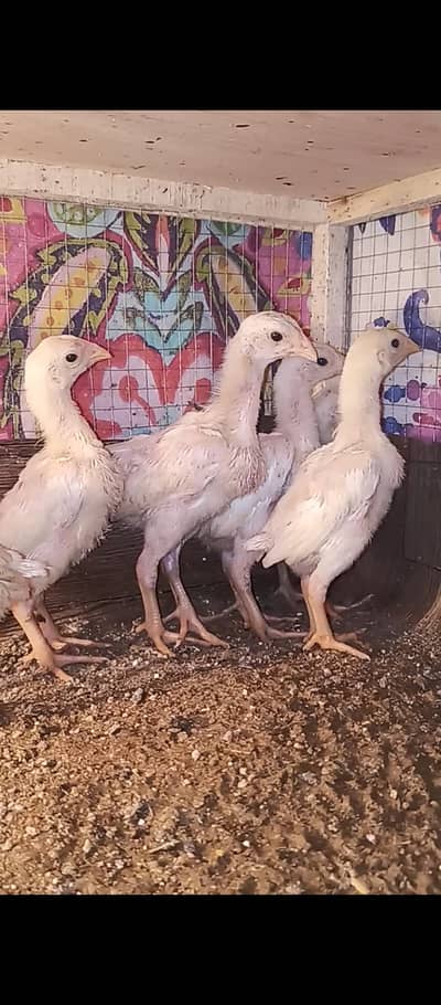 White shamo chicks / chicks / Aseel / murga / hens / fancy / eggs