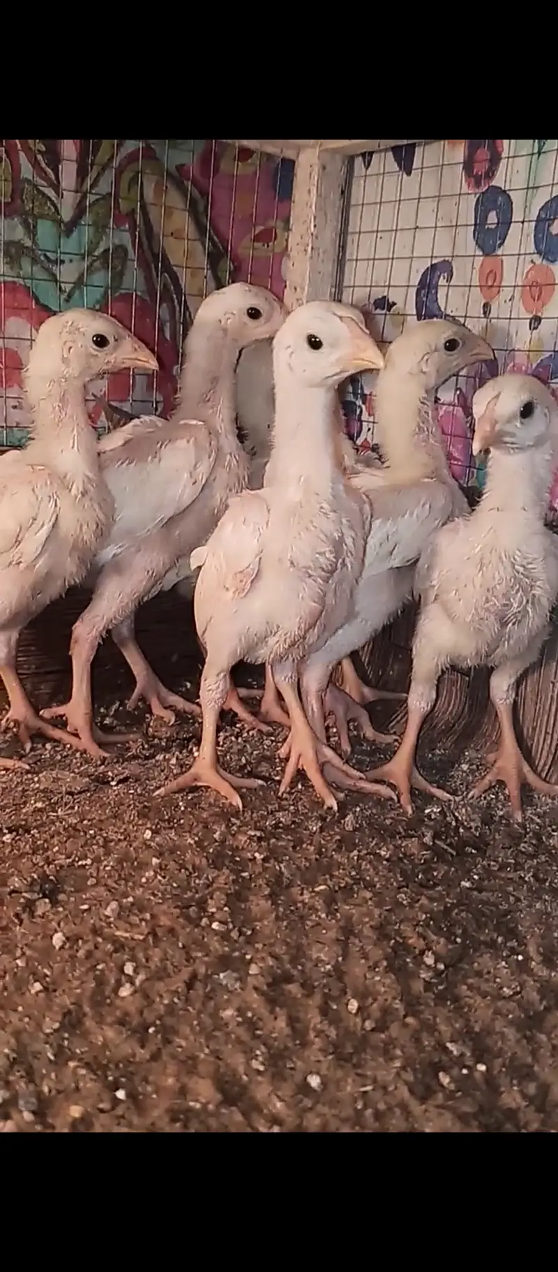 White shamo chicks / chicks / Aseel / murga / hens / fancy / eggs — photo 2
