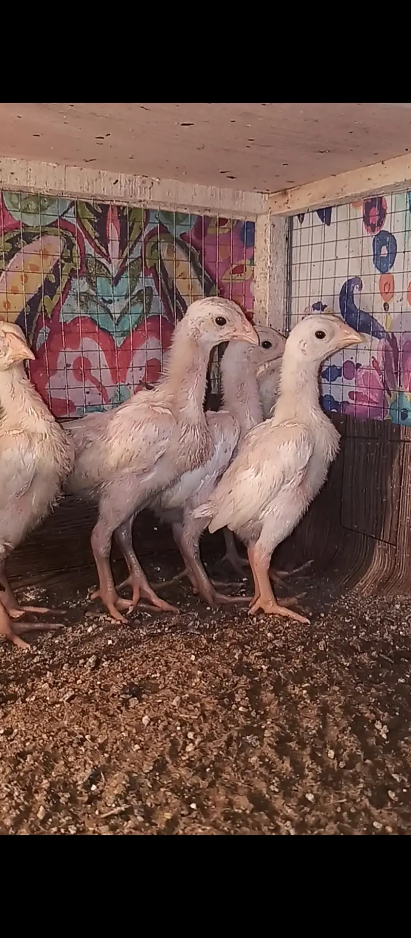 White shamo chicks / chicks / Aseel / murga / hens / fancy / eggs — photo 3