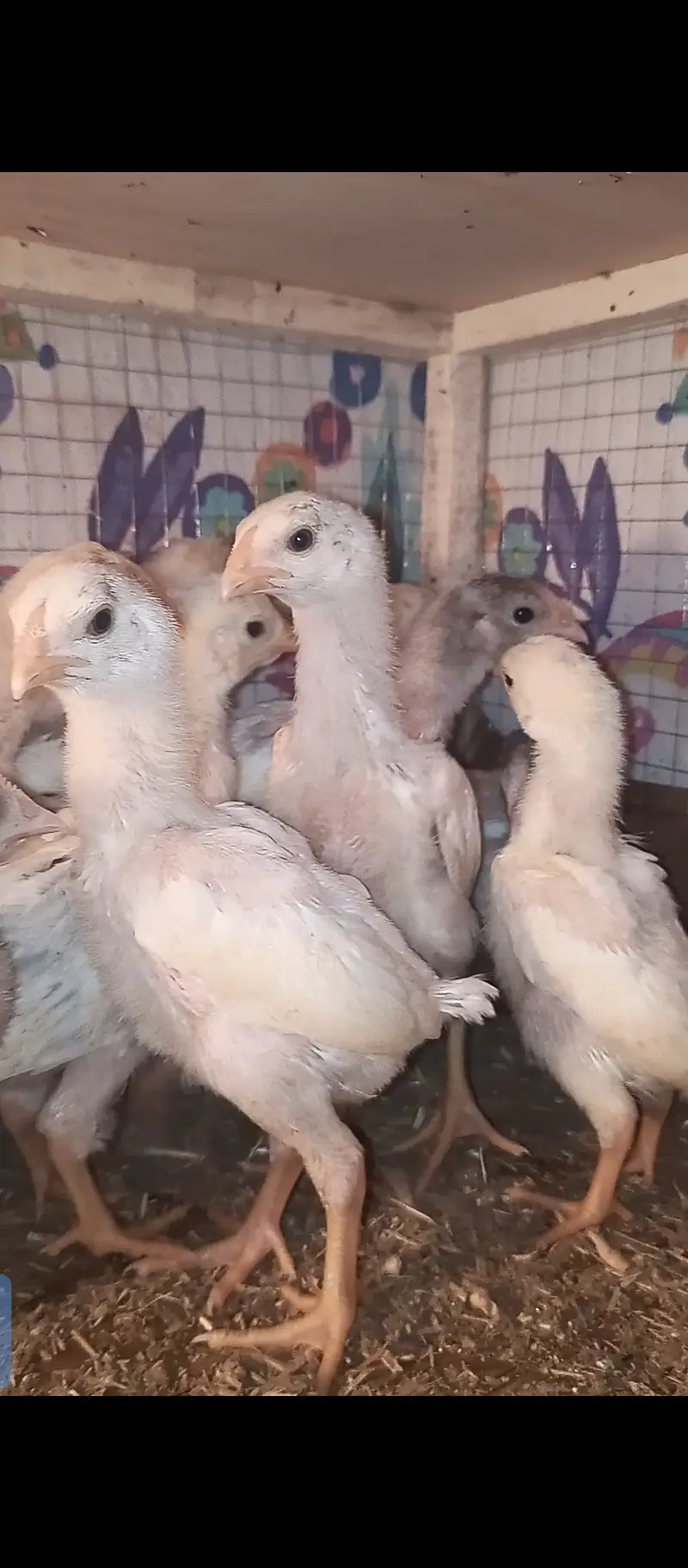 White shamo chicks / chicks / Aseel / murga / hens / fancy / eggs — photo 4