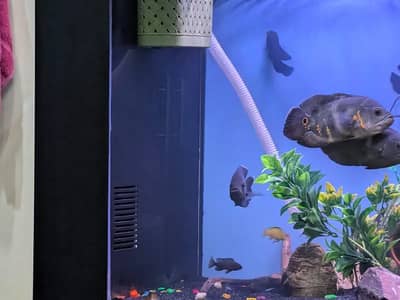 Oscar fish for sale big in size