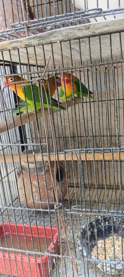 Love Birds 3 pair