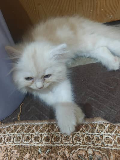 Cat for sale