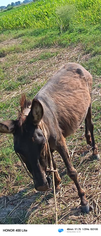 donkey
