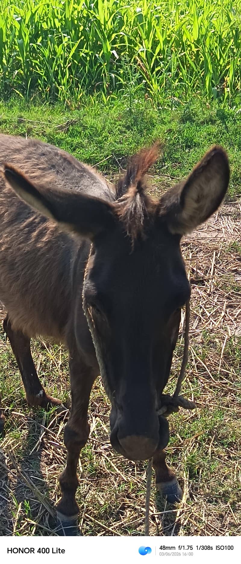 donkey 1