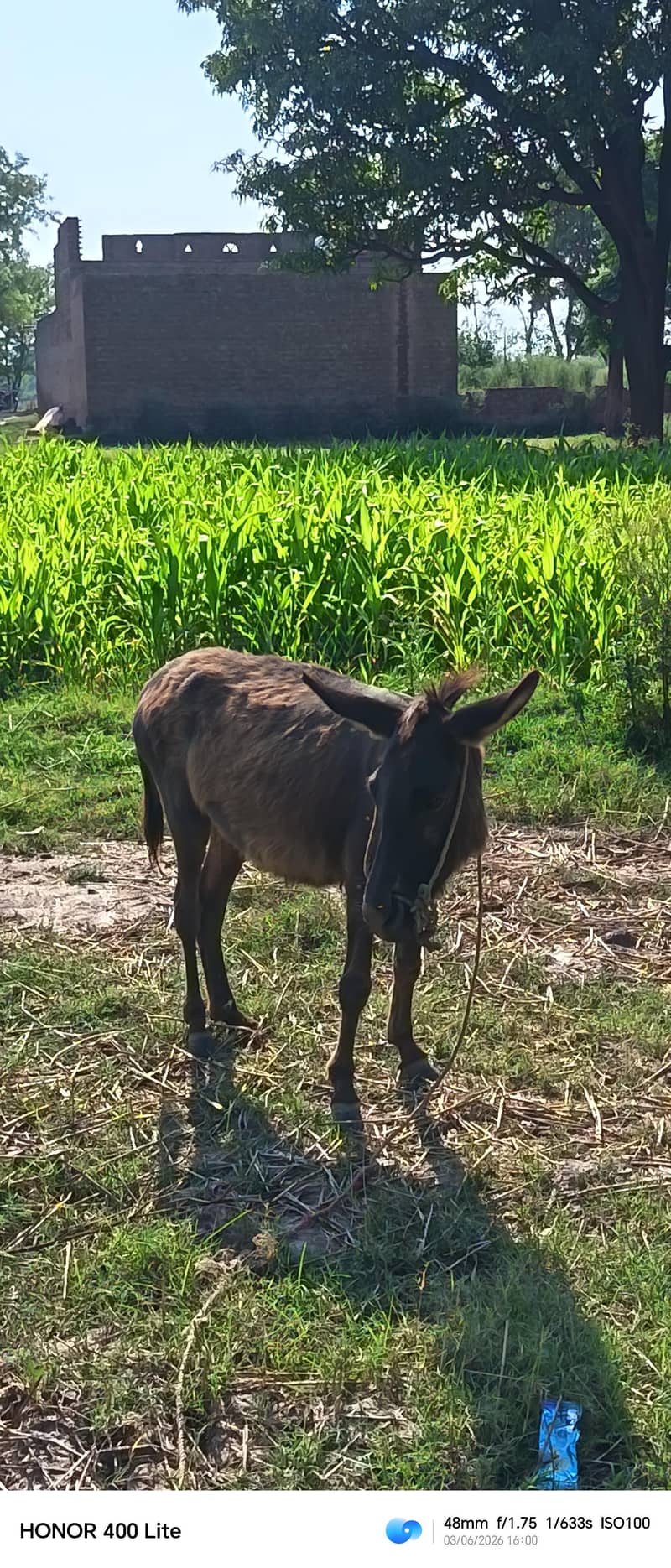 donkey 2