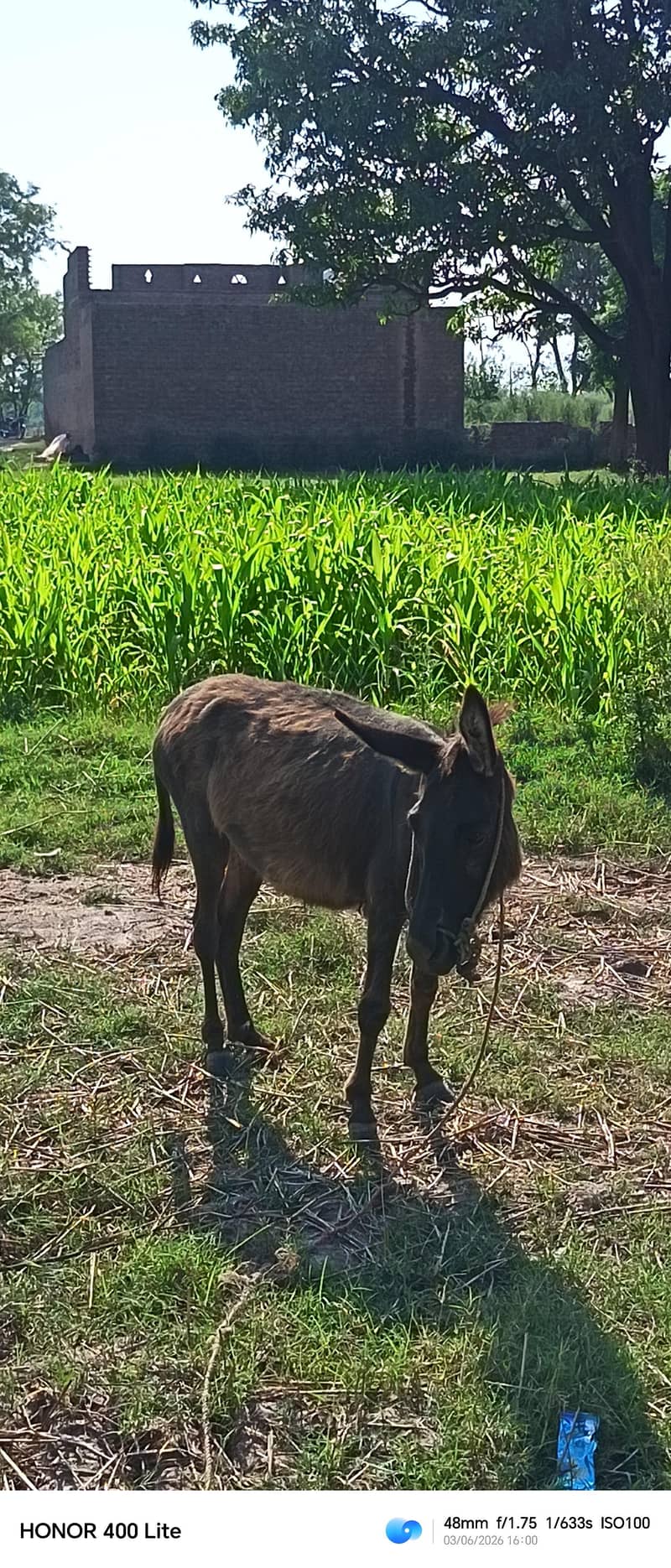 donkey 3