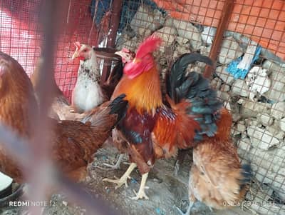 Misri Chicken Flock for Sale – Rs. 18,000 