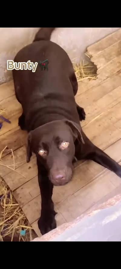 Labrador female