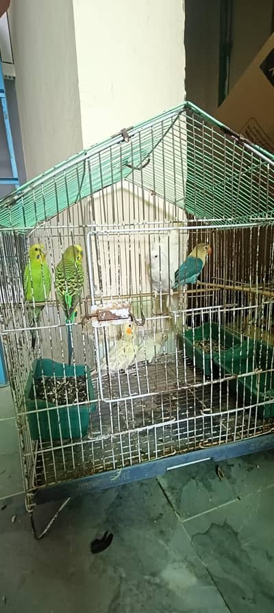 one pair lovebird one pair cocktail one pair Australian small