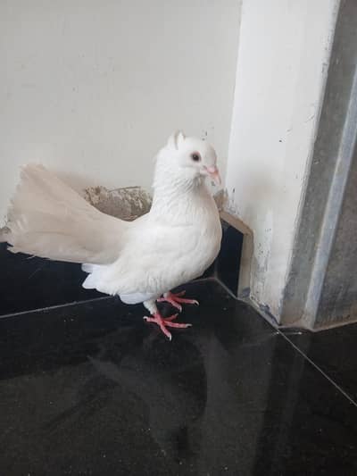 Laka Pigeons