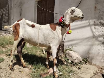 BEETAL Goat looking for a new shelter with her female kid