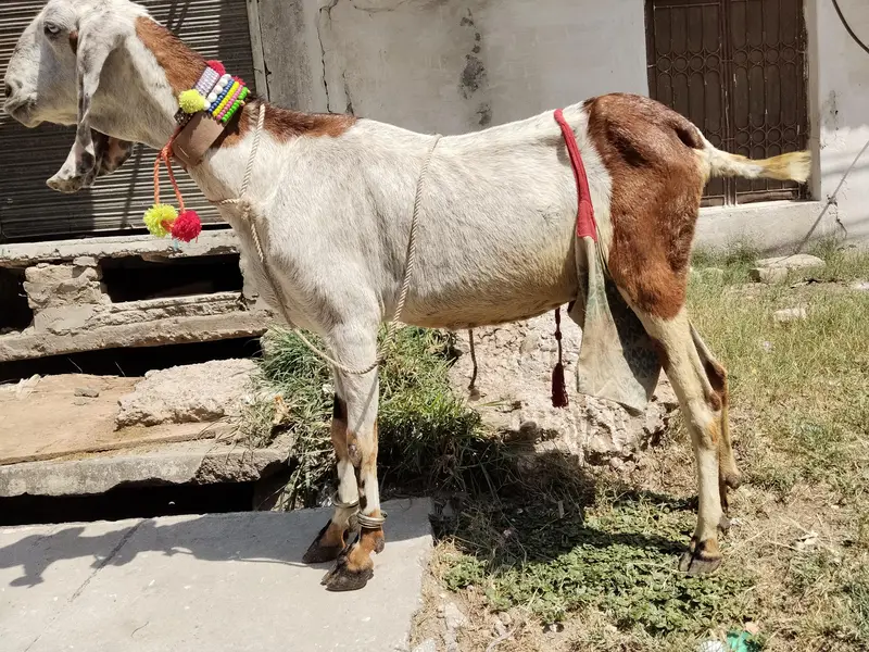beetal bakri aur ek bacchi — photo 2