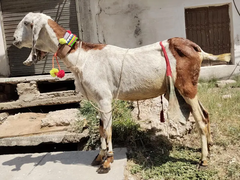 beetal bakri aur ek bacchi — photo 3