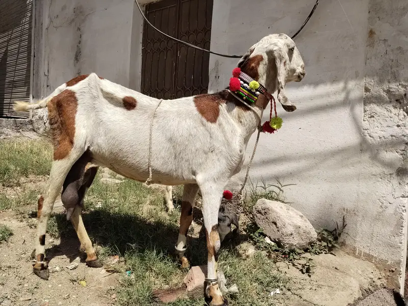 beetal bakri aur ek bacchi — photo 4