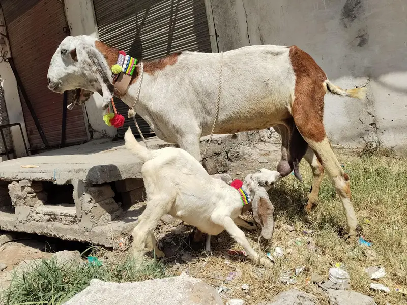 beetal bakri aur ek bacchi — photo 5