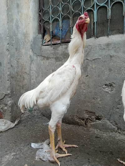 White Heera Shamo Breeding Pair  32" + 3.3kg  Lahore