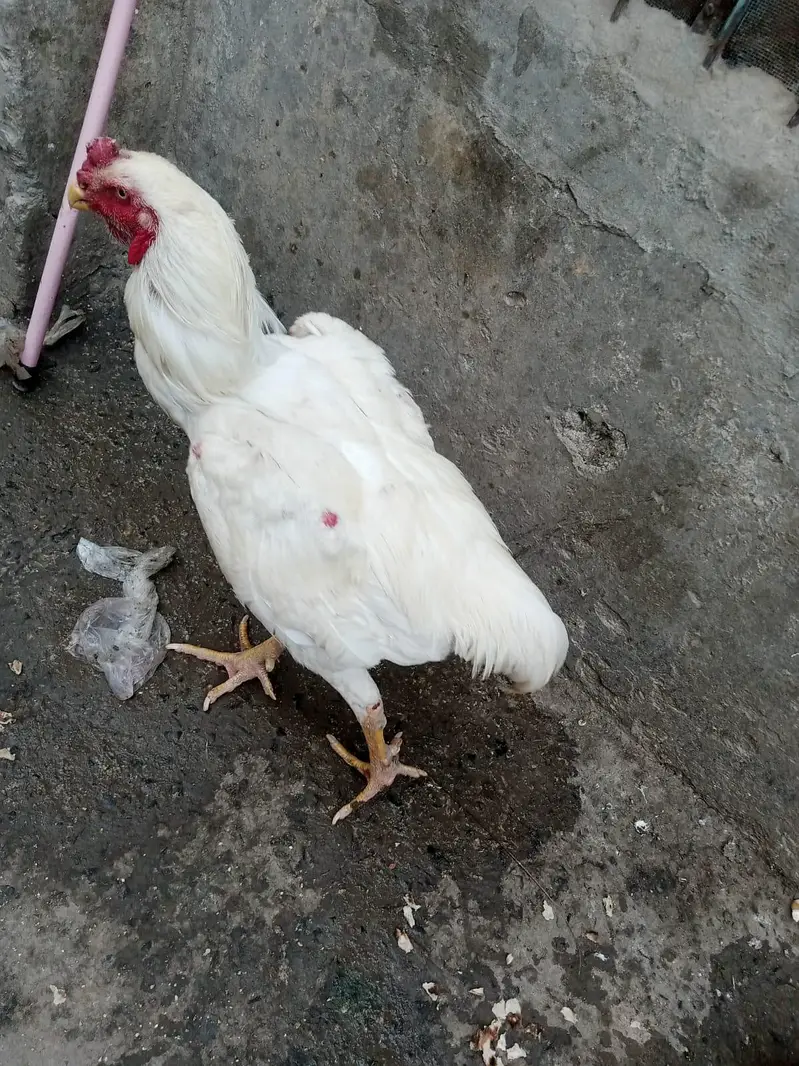 White Heera Shamo Breeding Pair  32" + 3.3kg  Lahore — photo 2