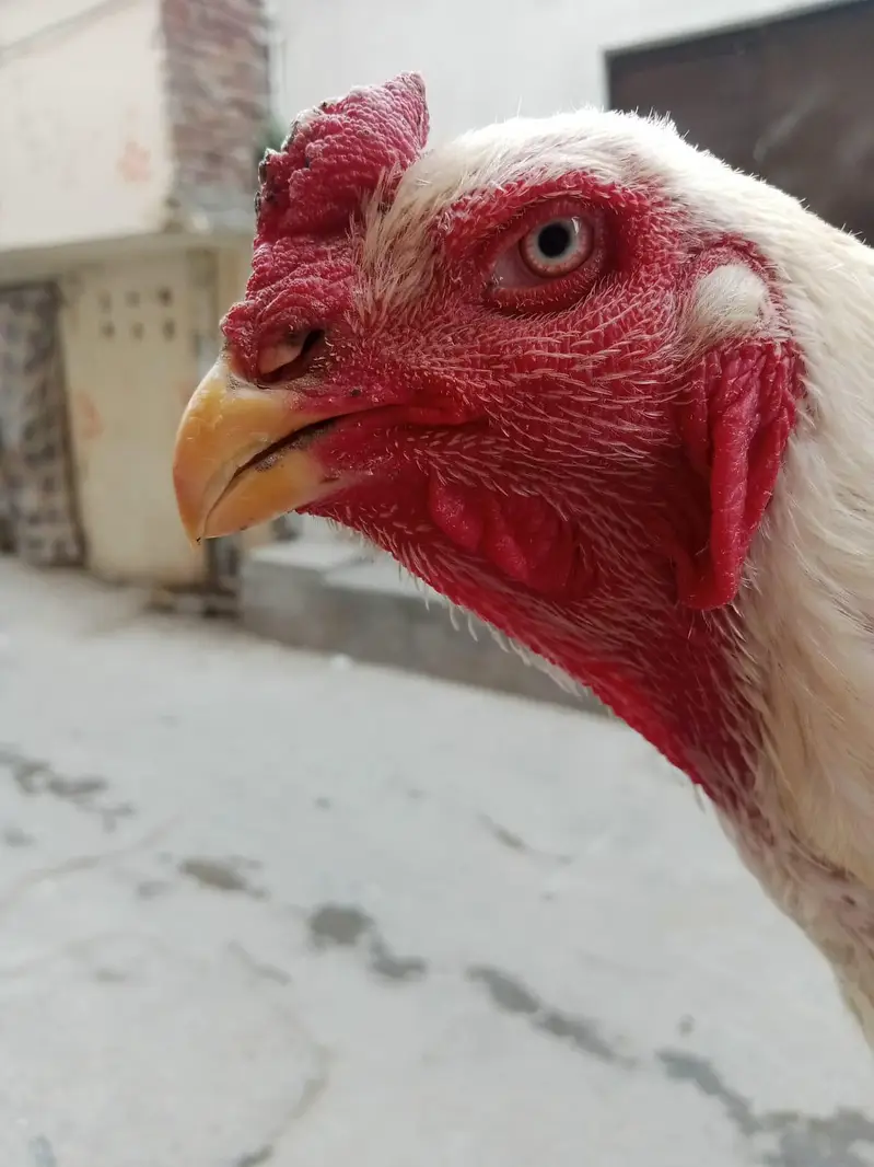 White Heera Shamo Breeding Pair  32" + 3.3kg  Lahore — photo 3