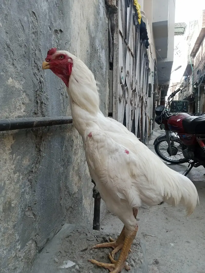 White Heera Shamo Breeding Pair  32" + 3.3kg  Lahore — photo 4